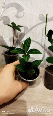 Папоротник, стрелиция Николая