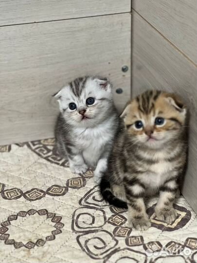 Шотландские вислоухие котята