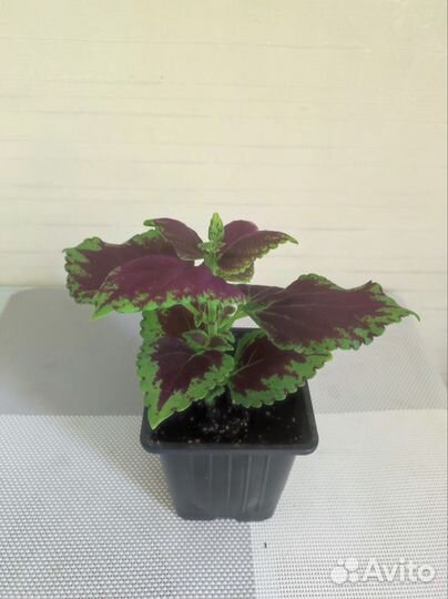 Традесканция, каллизия, колеус, хлорофитум