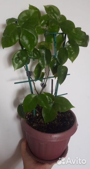 Перексия шиповатая