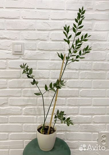 Иглица (рускус)