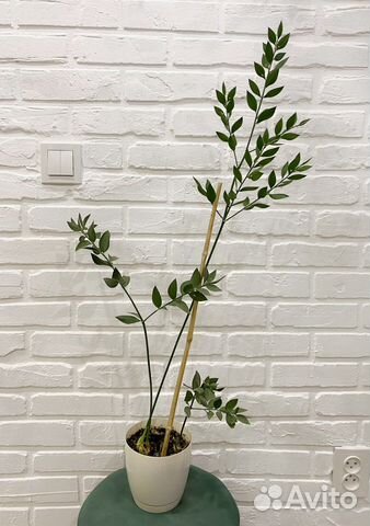 Иглица (рускус)