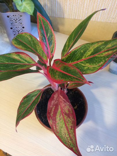 Комнатные растения цветы