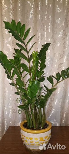 Замиокулькас