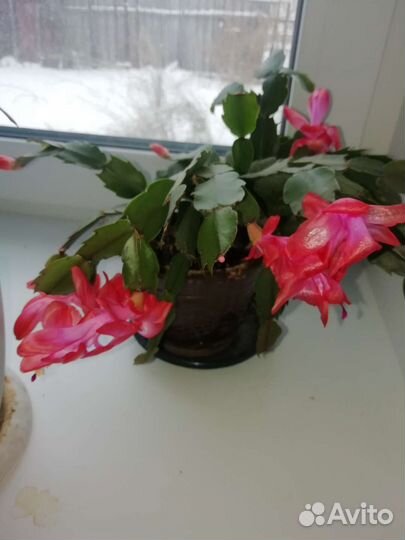 Декабрист шлюмбергера