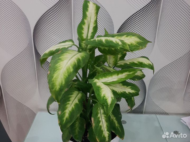 Диффенбахия