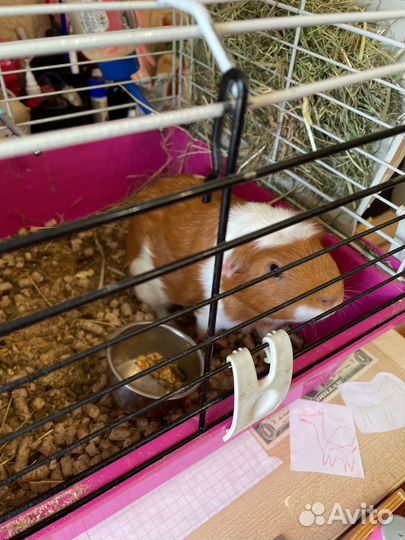 Морская свинка