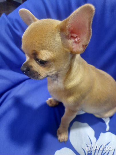 Щенки чихуахуа мини