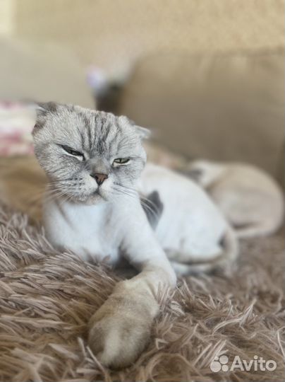 Стрижка кошек без наркоза стаж 8 лет