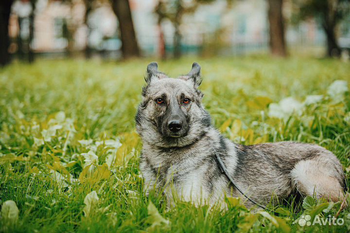 Собака метис овчарки Дакота в добрые руки