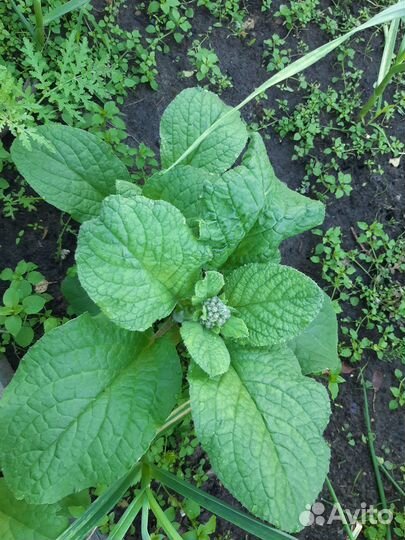 Растения лечебные