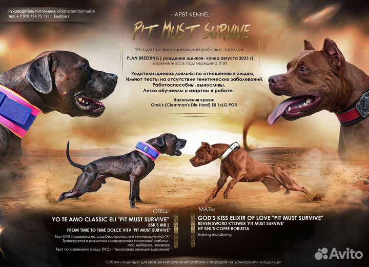 Американский питбультерьер щенки