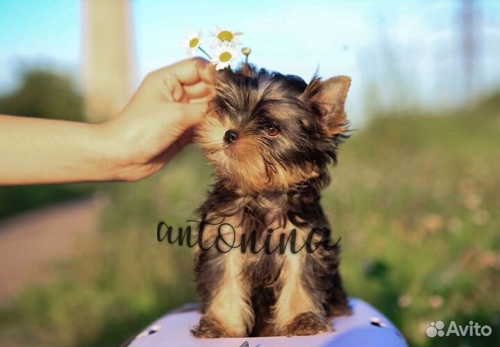 Мини девочки