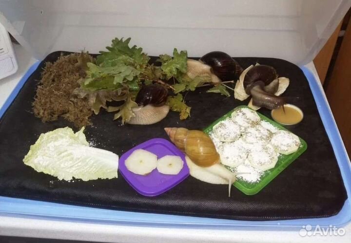 Кальций для улиток ахатин