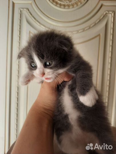 Вислоухие котята в добрые руки