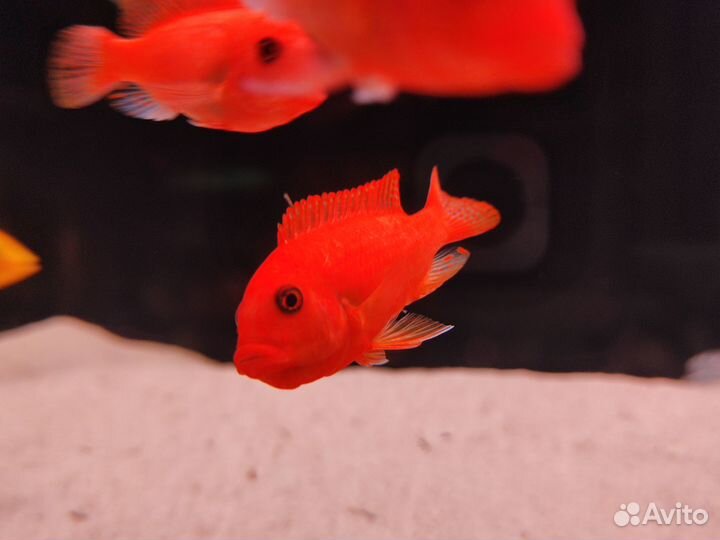 Продам мальков малавийских цихлид