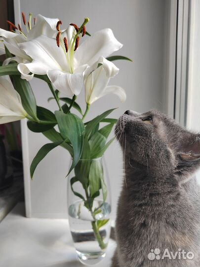 Передадим кошку в самые добрые руки