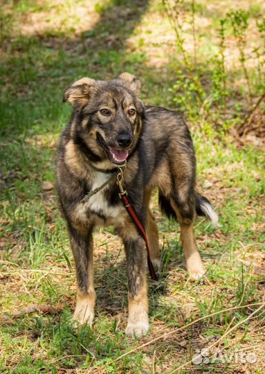 Альфа - стерильная собачка, 7 мес на охрану в дар