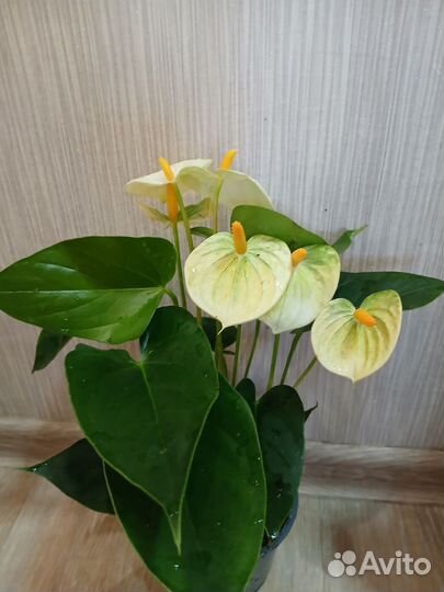 Антуриум мужское счастье