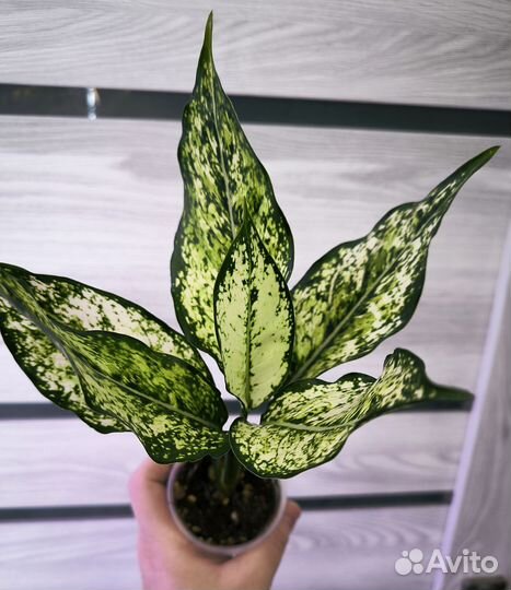Аглаонема ферст даймонд