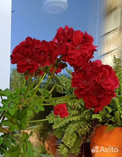 Виноград, растения для сада