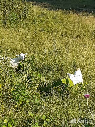 8 ягнят, 8 маток, 11 ярок, 2козла