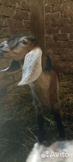 Продаются нубийские и чешские козочки