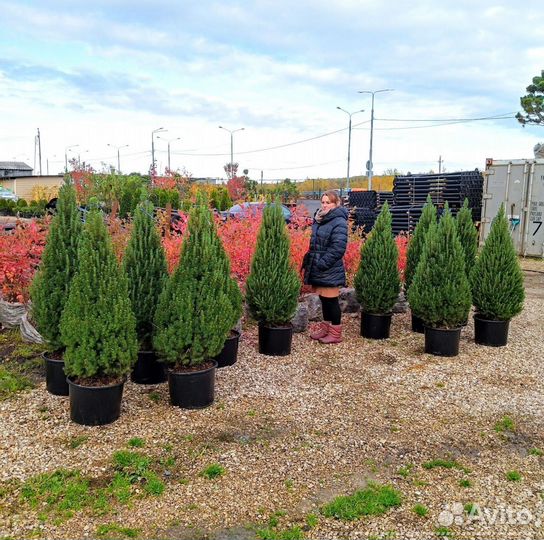 Ель канадская Коника