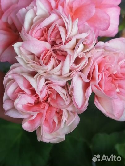 Акционный набор пеларгоний