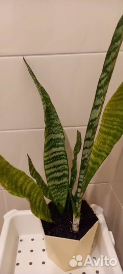 Сансевиерия