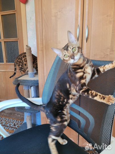 Бенгальская