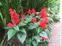 Шалфей мускатный Вознесенский и Сальвия