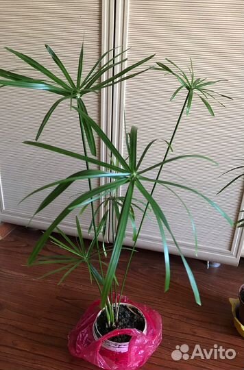 Циперус папирус