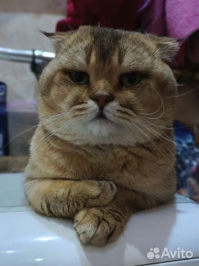 Красивый котик. Вязка