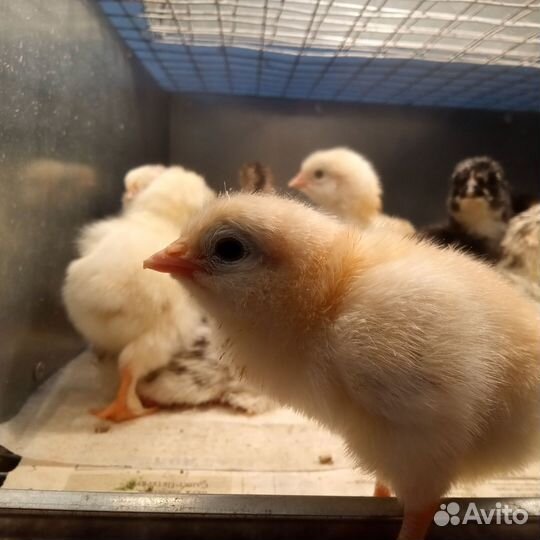 Цыплята суточные домашние