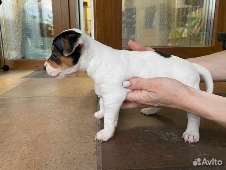 Щенки Джек Рассел