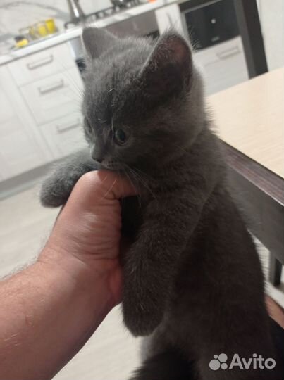 Британский кот