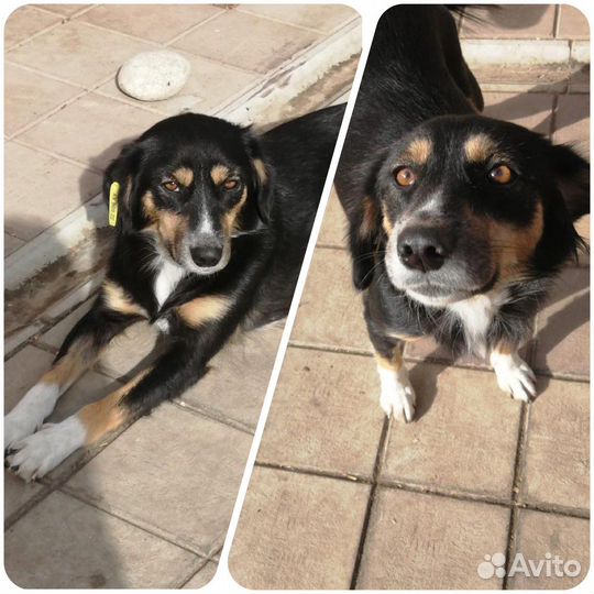 Собака в добрые руки