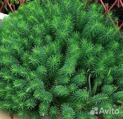 Многолетники для сада