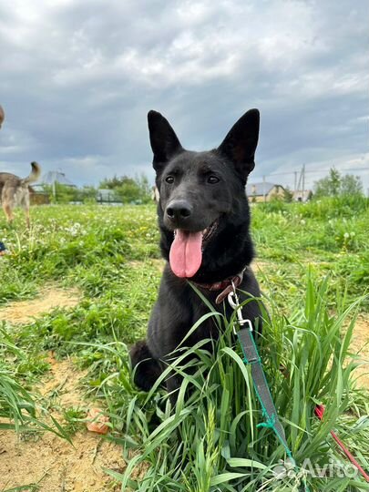 Черная собака