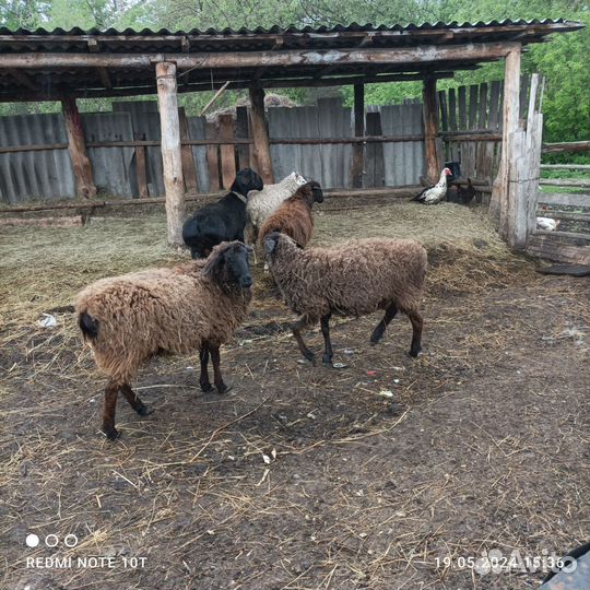 Курдючный баран, овцы