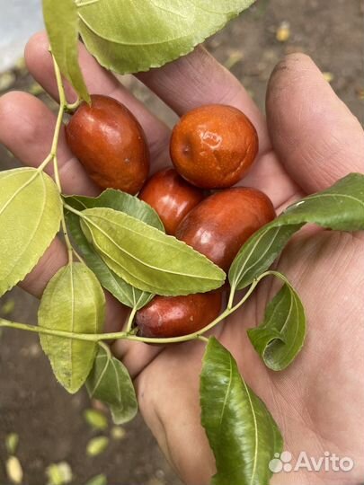 Саженцы Эннаб,Мушмула