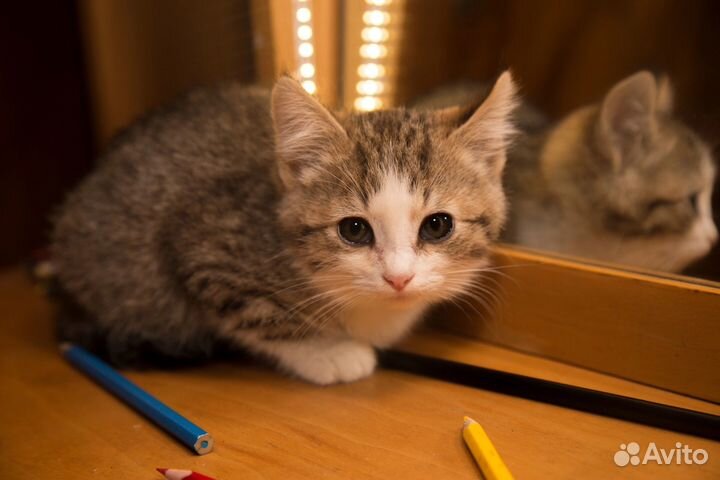 Котенок в добрые руки