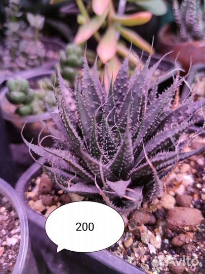 Суккуленты