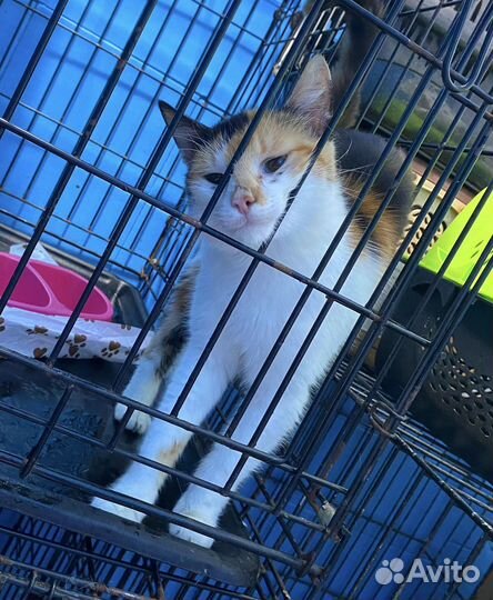 Трехцветная кошка в добрые руки