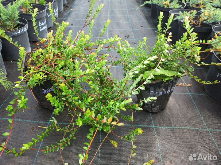 Клюква садовая Франклин