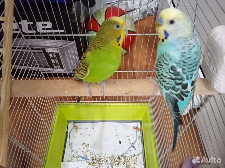 Волнистые попугаи с клеткой
