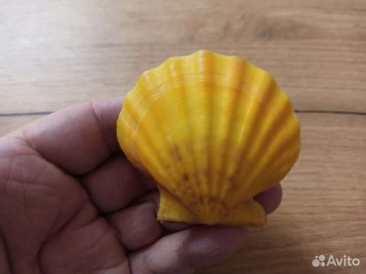 Морская раковина