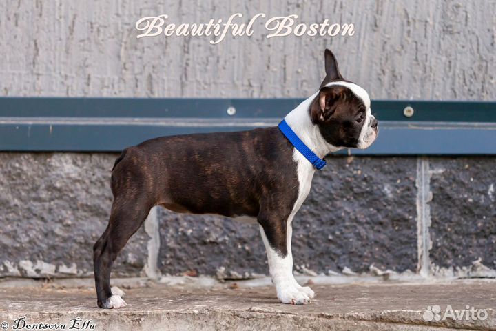 Щенки бостон терьер