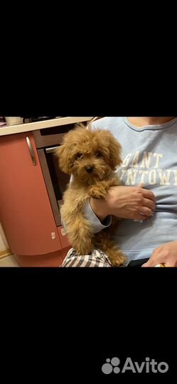 Мальтипу f1 девочка